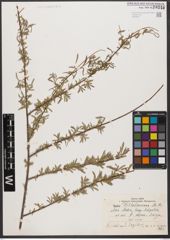 Foto von Salix wilhelmsiana M. Bieb.